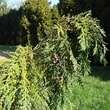 Chamaecyparis nootkatensis 'Compacta' rameau